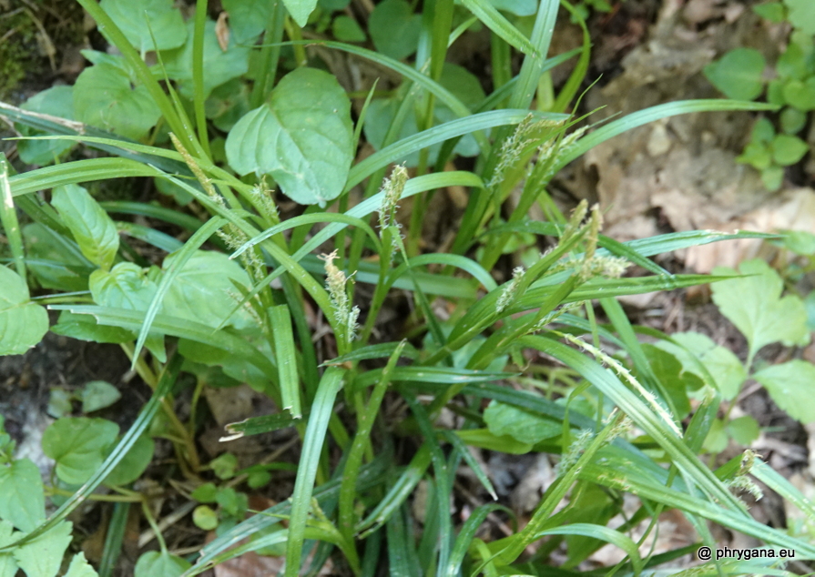 Carex remota  Huds., 1762    