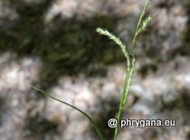 Cyperaceae - Carex sylvatica Huds., 1762