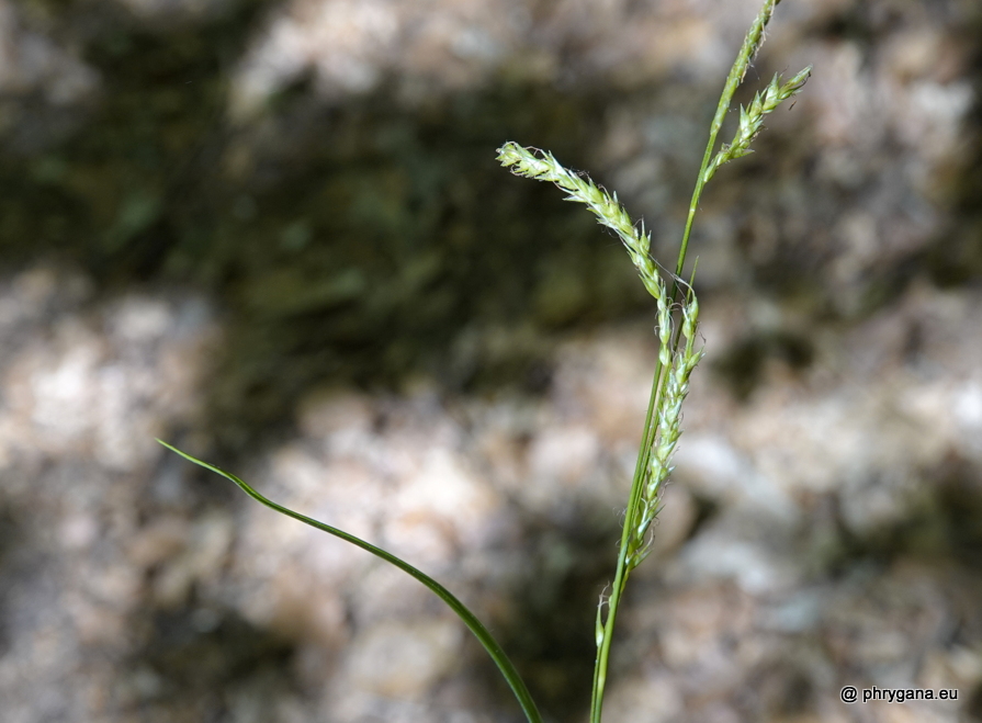 Carex remota  Huds., 1762   