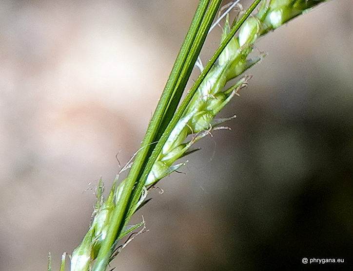 Carex remota  Huds., 1762    
