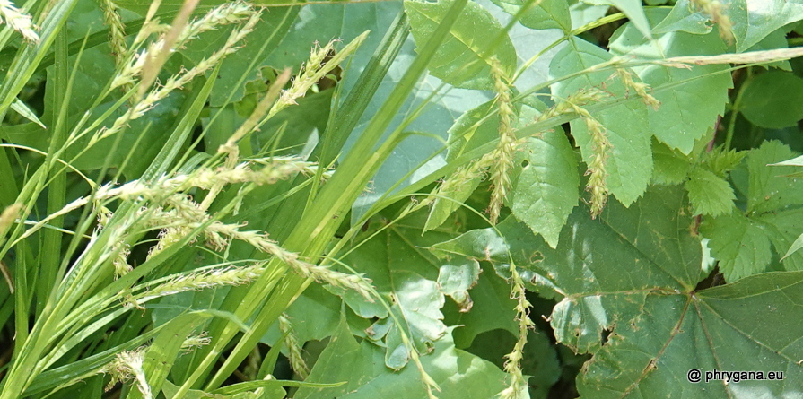 Carex remota  Huds., 1762    