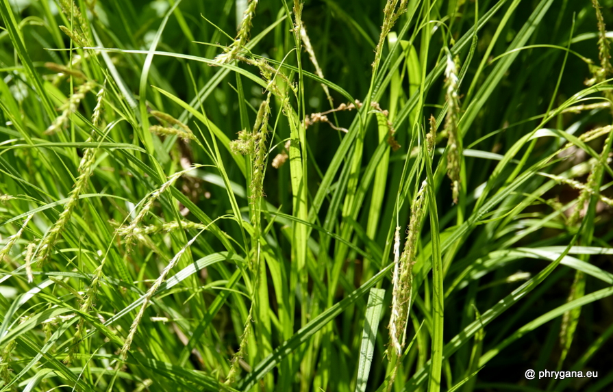 Carex remota  Huds., 1762    