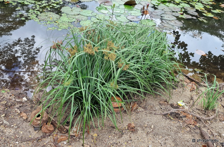 Cyperus javanicus  Houtt., 1782    