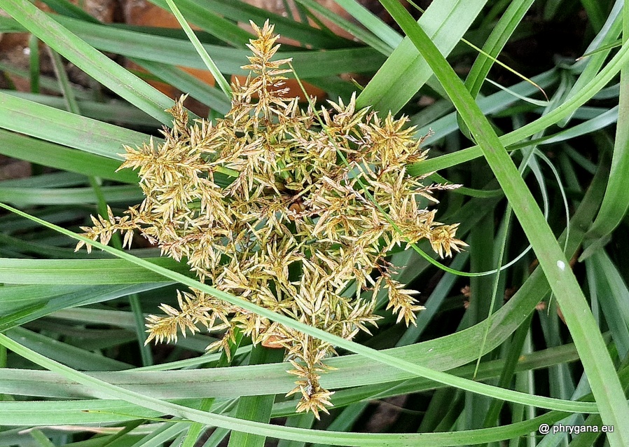 Cyperus javanicus  Houtt., 1782   