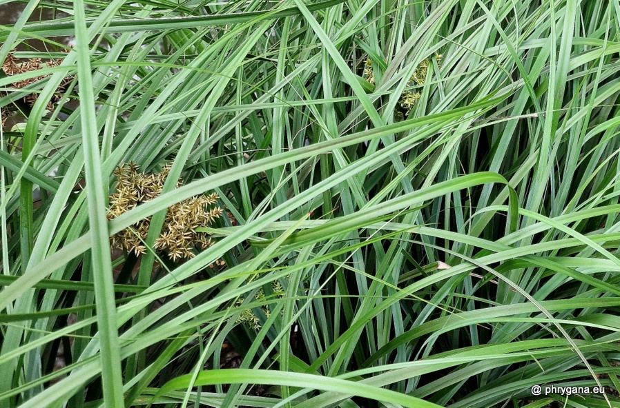 Cyperus javanicus  Houtt., 1782    