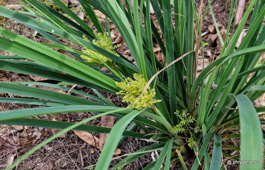 Cyperus javanicus  Houtt., 1782    