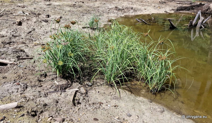 Cyperus javanicus  Houtt., 1782    