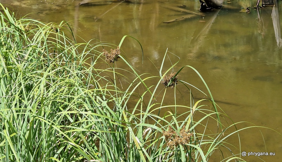 Cyperus javanicus  Houtt., 1782    