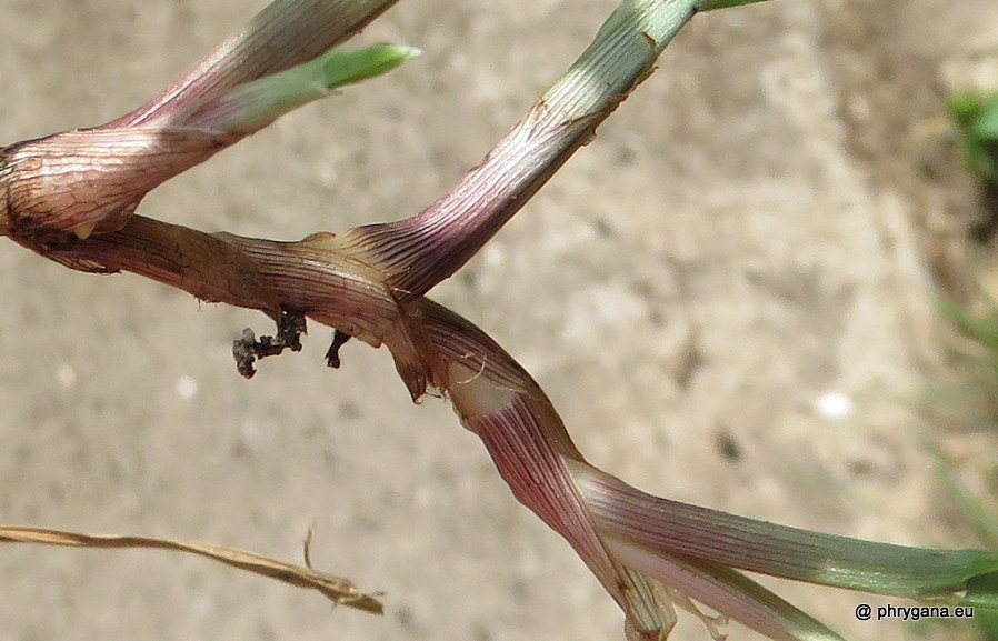 Cyperus mindorensis  (Steud.) Huygh, 2014     