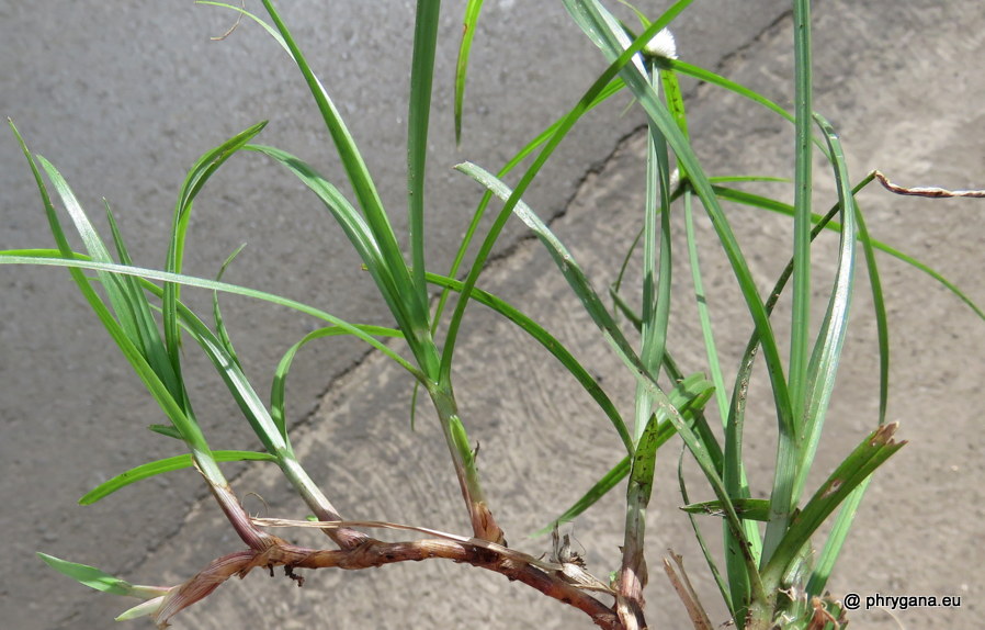 Cyperus mindorensis  (Steud.) Huygh, 2014  
   