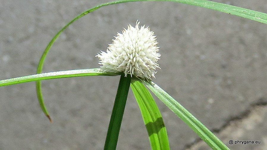 Cyperus mindorensis  (Steud.) Huygh, 2014  
   