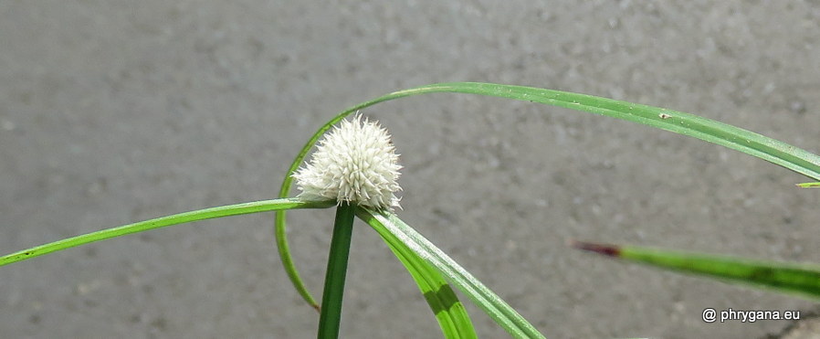 Cyperus mindorensis  (Steud.) Huygh, 2014     