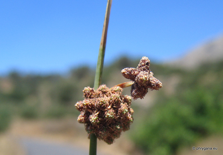 Scirpoides holoschoenus  subsp. <em>australis</em> (Murray) Soják 