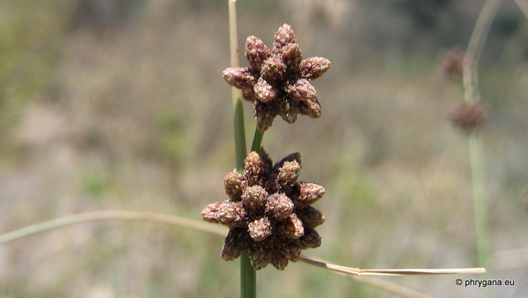 Scirpoides holoschoenus subsp. <em>australis</em> (Murray) Soják 