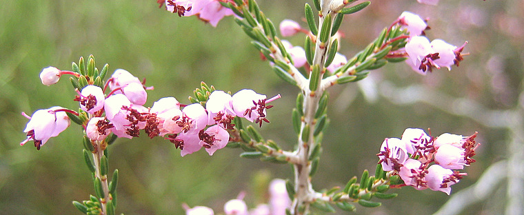 Erica manipuliflora     SALISB.   