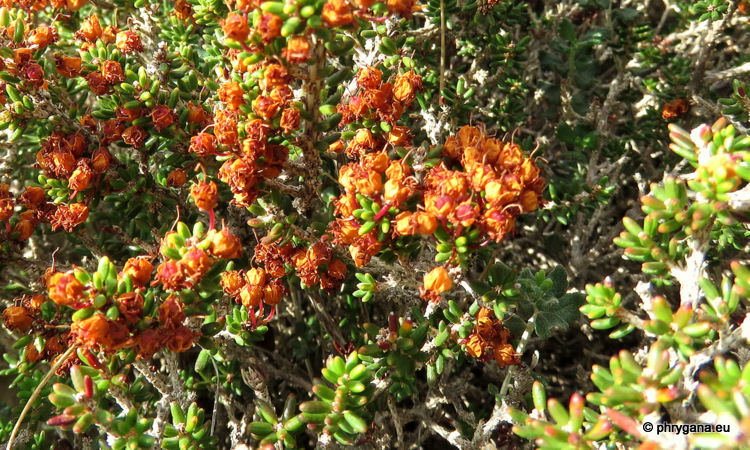 Erica manipuliflora     SALISB.    