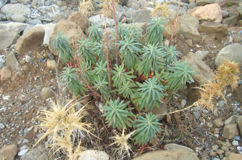 Euphorbia characias   L., 1753 
  