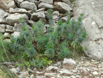 Euphorbia-characias L.