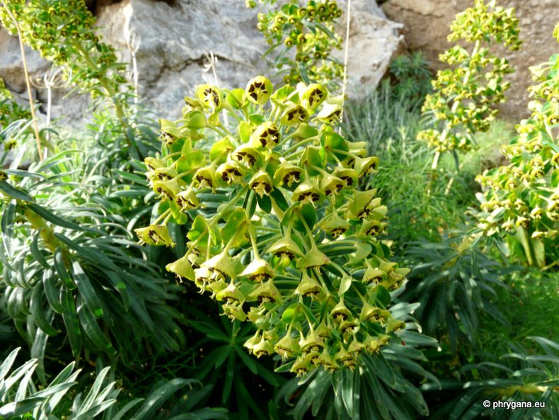 Euphorbia characias   L., 1753   