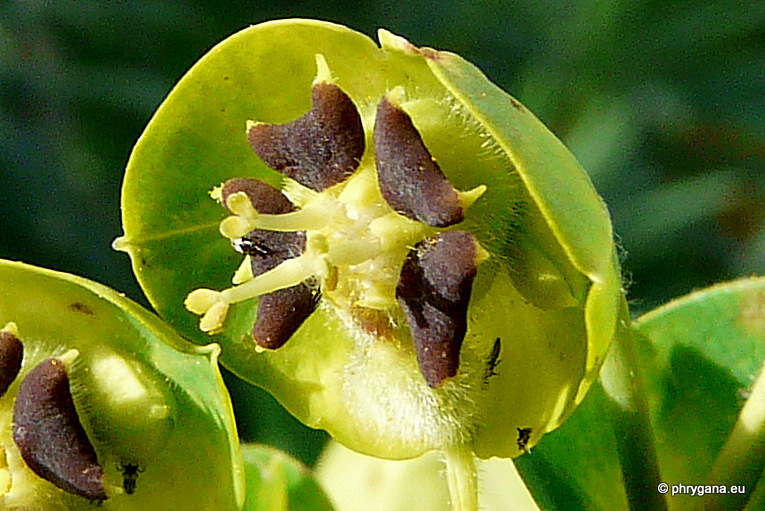 Euphorbia characias   L., 1753   