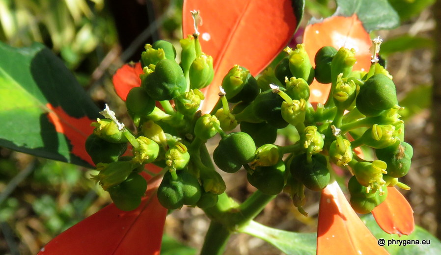 Euphorbia cyathophora   Murray, 1786   
