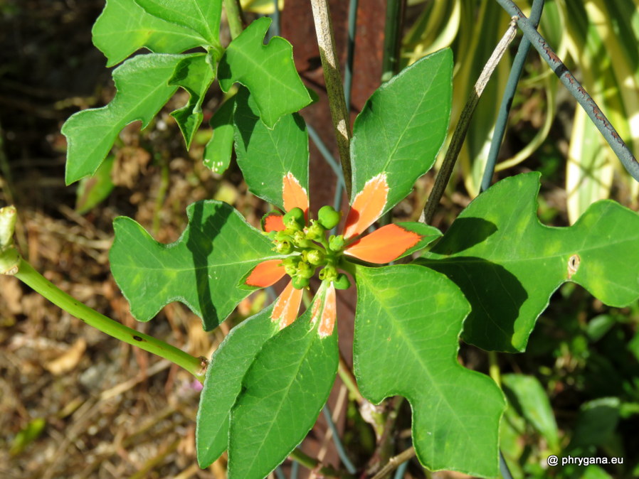 Euphorbia cyathophora   Murray, 1786   