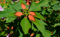 Euphorbia cyathophora MURRAY