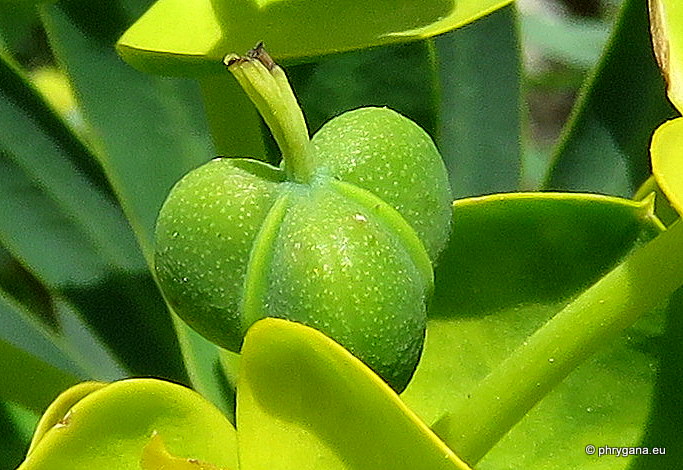 Euphorbia dendroides   L., 1753   