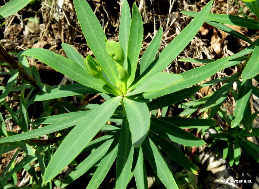 Euphorbia dendroides   L., 1753 
  
