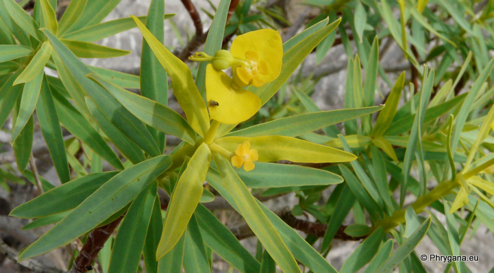 Euphorbia dendroides   L., 1753  