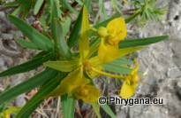 Euphorbia dendroides L., 1753
