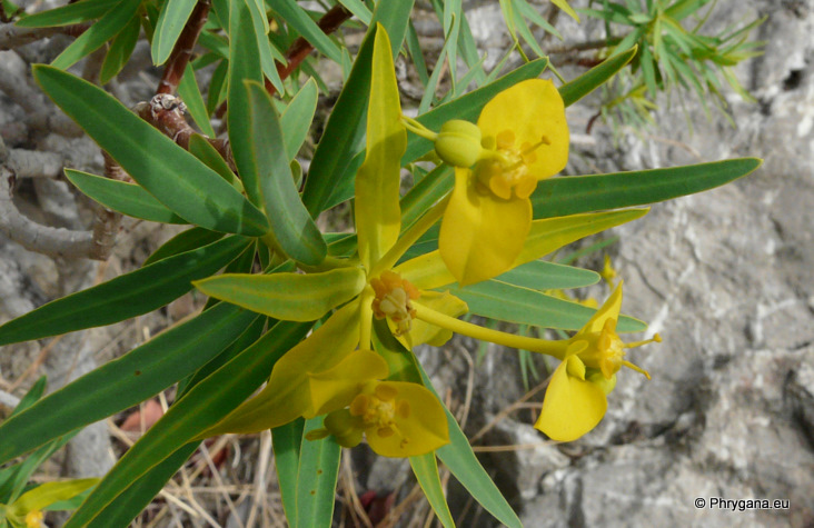 Euphorbia dendroides   L., 1753   