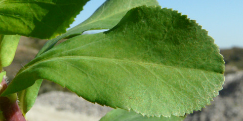 Euphorbia helioscopia   L., 1753   