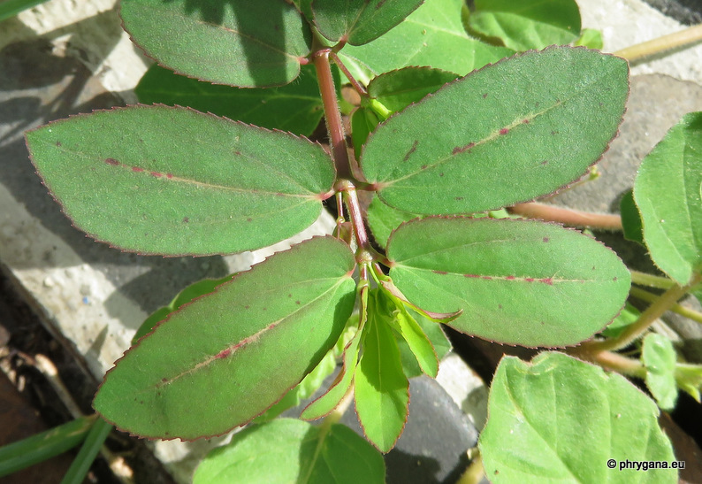 Euphorbia hyssopifolia     L., 1759    