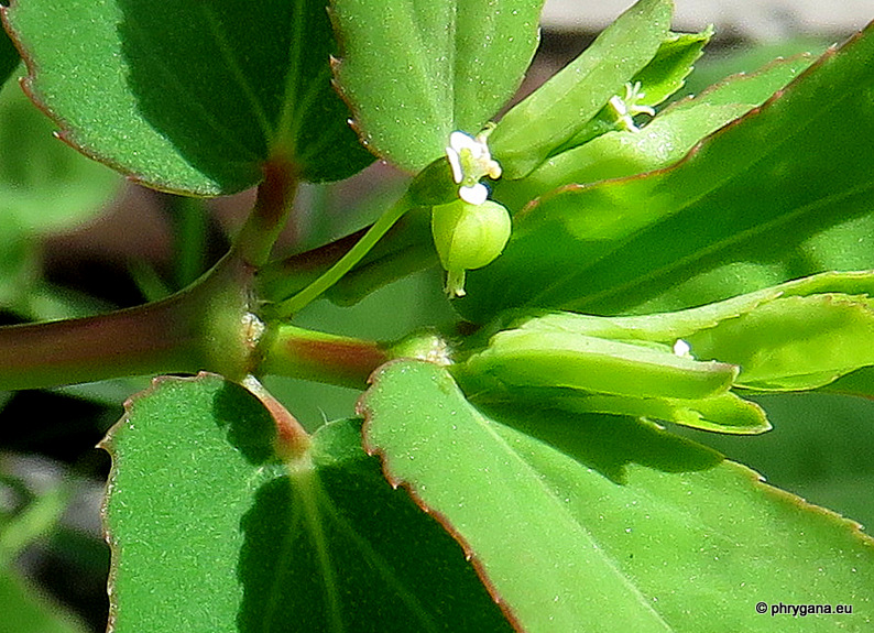 Euphorbia hyssopifolia     L., 1759   