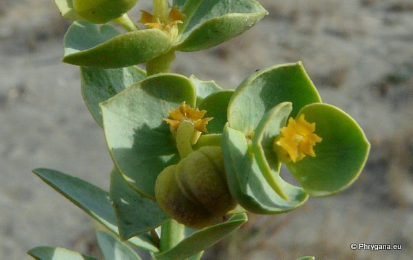 Euphorbia paralias   L., 1753  