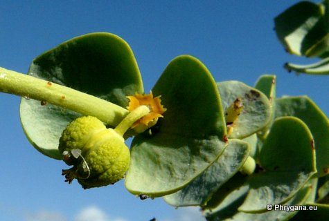 Euphorbia paralias   L., 1753   