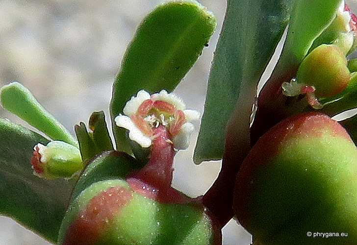 Euphorbia peplis   L., 1753   