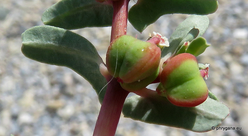 Euphorbia peplis   L., 1753   