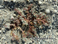 Euphorbia peplis L.