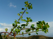 Euphorbia peplus L.