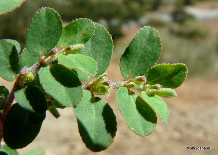 Euphorbia prostrata   Aiton, 1789   