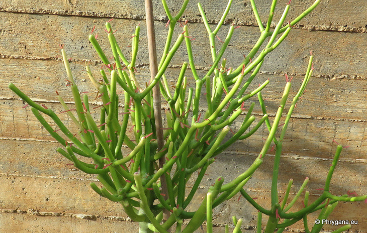 Euphorbia tirucalli   L., 1753   