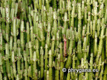 Euphorbia trigona Mill.