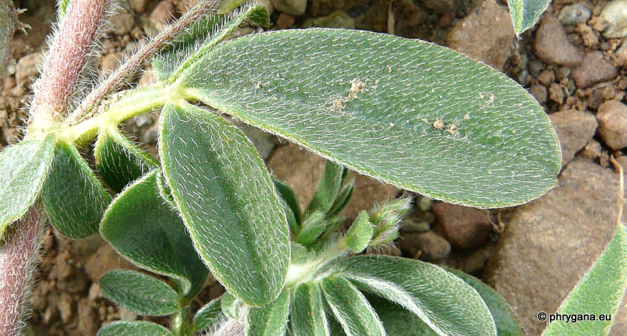 Anthyllis circinnata (L.) D.D.Sokoloff, 2003  
  