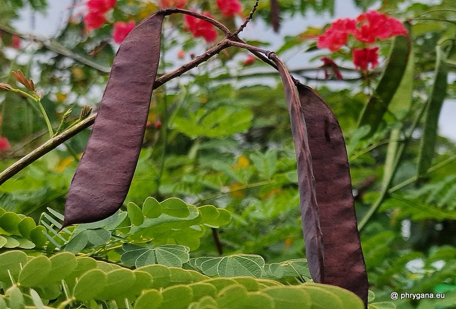 Caesalpinia pulcherrima (L.) Sw., 1791  