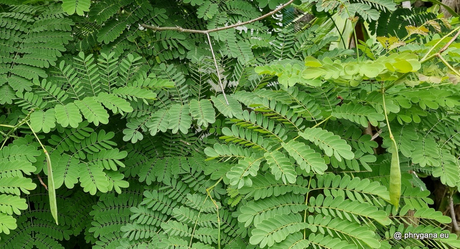 Caesalpinia pulcherrima (L.) Sw., 1791   