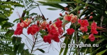 Fabaceae - Caesalpinia pulcherrima (L.) Sw., 1791