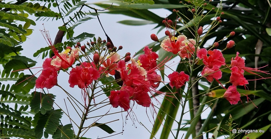 Caesalpinia pulcherrima (L.) Sw., 1791   