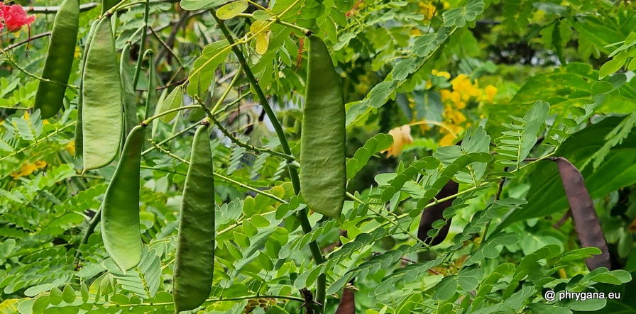 Caesalpinia pulcherrima (L.) Sw., 1791   